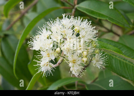 Lemon scented myrtle (Backhousia citriodora) Stock Photo