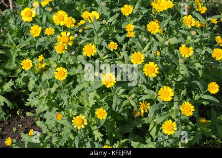 Corn marigold (Glebionis segetum syn. Chrysanthemum segetum) Stock Photo