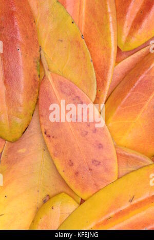 Rhododendron autumn leaves as background Stock Photo