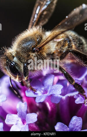 The Maltese honey bee, Apis mellifera ruttneri, is a sub-species of the ...