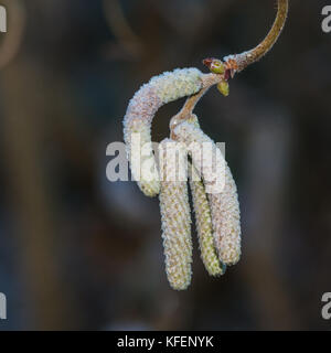 A macro shot of some frosty twisted hazel tree catkins. Stock Photo