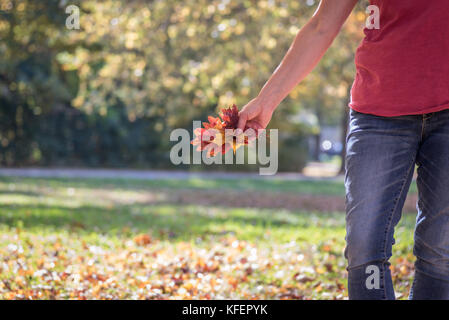 macro close up of a female holding a hand full of colorful autumn leaves Stock Photo