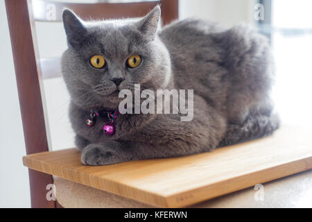 sandalye üzerinde oturan kedi, british shorthair Stock Photo