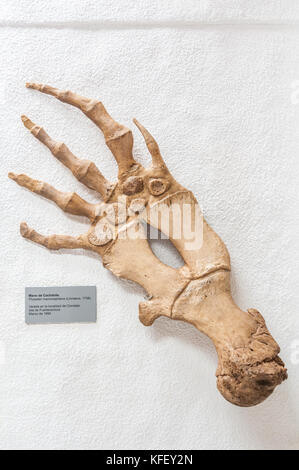 sperm whale hand (physeter macroephalus) in the Museo Chinijo the smallest museum in the world, Caleta del Sebo, La Graciosa, Canary Islands, Spain Stock Photo