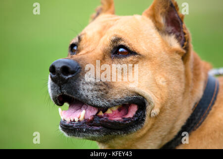 A portrait of staffordshire bull terrier on a green meadow Stock Photo