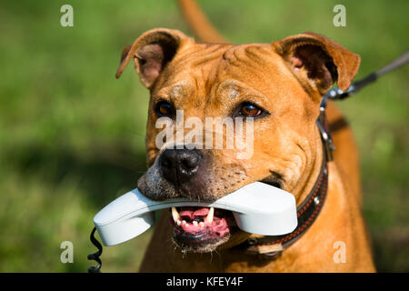 American Staffordshire terrier holding a phone in his mouth - concept of communication Stock Photo