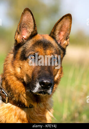 Vertical closeup of a shepherd dog on a snowy day in a garden Stock ...