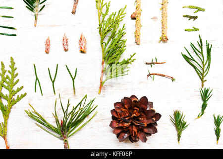 Pattern of tree branches, cones,pine, fir. In a number of conifers. Top view, flat Stock Photo