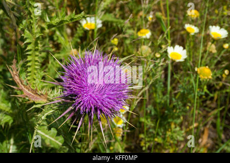 Milk thistle  (Silybum marianum), Naxos island, Cyclades, Aegean, Greece Stock Photo