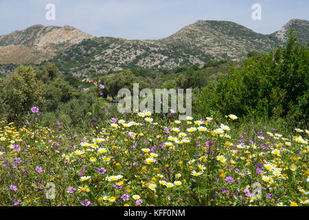 Meadow with wild flowers at Melanes, Naxos island, Cyclades, Aegean, Greece Stock Photo