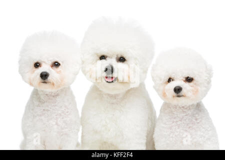 beautiful bichon frisee dogs Stock Photo