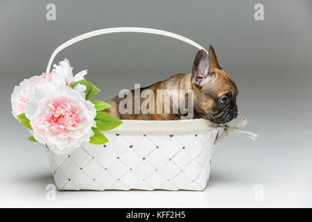 cute french bulldog puppy in basket Stock Photo