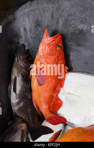 Yelloweye Rockfish Caught, Seward, Alaska, USA Stock Photo