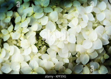 Nice background made from closeup white flowers Stock Photo