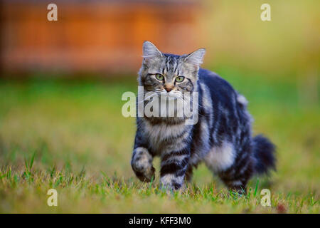 Tabby Cat walking in grass, watching Stock Photo