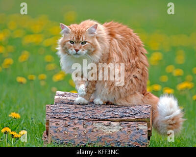 Ginger tabby Cat sitting on stack of wood in grass, watching , alert Stock Photo