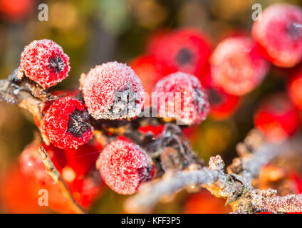 A macro shot of some red cotoneaster berries covered in frost. Stock Photo