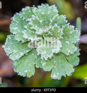 A macro shot of some frosty aquilegia leaves. Stock Photo