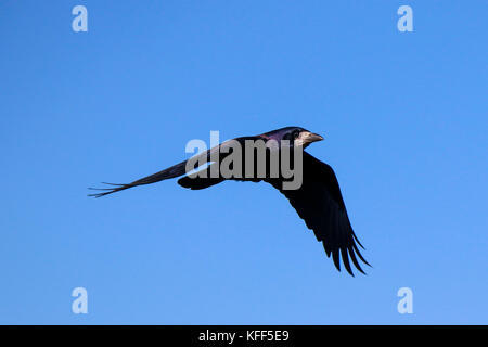 A black raven in the flyght on the sky Stock Photo