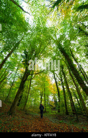 A person walking along woodland path in autumn at Loggerheads Country Park, Denbighsihre, Wales with trees in autumn colour Stock Photo