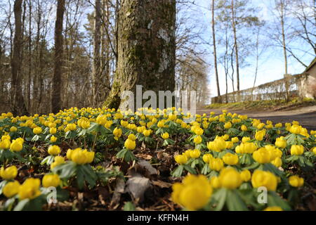 Winter aconite / Eranthis hyemalis grows in Southern Europe, the picture is taken in Germany. Stock Photo