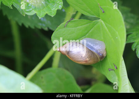 Amber Snail, (Succinea putris), Welney WWT Reserve, Norfolk, England, UK. Stock Photo