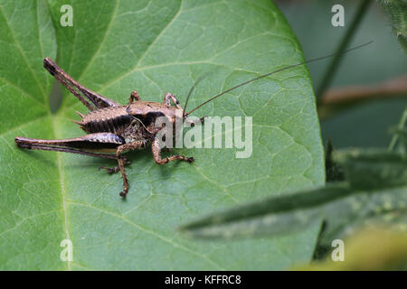 Dark Bush-cricket (Pholidoptera griseoaptera), male, Welney WWT Reserve, Norfolk, England, UK. Stock Photo