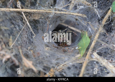 Labyrinth Spider (Agelena labyrinthica) in her funnel-shaped web eating a preyed insect, Welney WWT Reserve, Norfolk, England, UK. Stock Photo