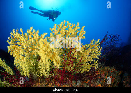 Gold coral, Savalia savaglia and scuba diver, Lastovo, Adriatic Sea, Mediterranean Sea, Dalmatia, Croatia Stock Photo