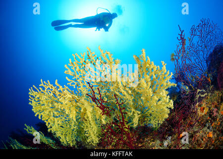 Gold coral, Savalia savaglia and scuba diver, Lastovo, Adriatic Sea, Mediterranean Sea, Dalmatia, Croatia Stock Photo