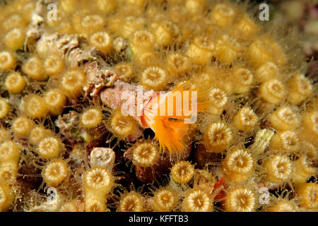 Pillow Coral with tube worm, Cladocora caespitosa and Protula Sp., Adriatic Sea, Mediterranean Sea, Island Brac, Dalmatia, Croatia Stock Photo