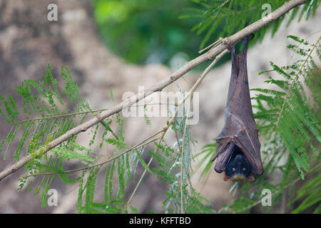Golden-capped Fruit Bat - roosting Acerodon jubatus Subic Bay Philippines MA003447 Stock Photo