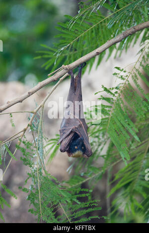 Golden-capped Fruit Bat - roosting Acerodon jubatus Subic Bay Philippines MA003448 Stock Photo