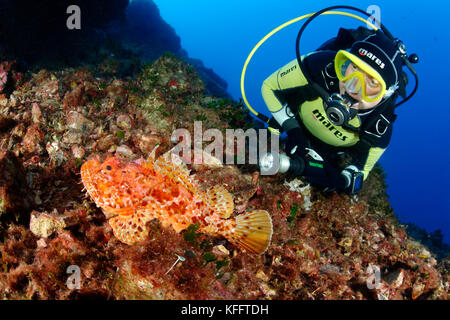 Red Scorpionfish, Scorpaena scrofa and scuba diver, Adriatic Sea, Mediterranean Sea, Island Brac, Dalmatia, Croatia Stock Photo