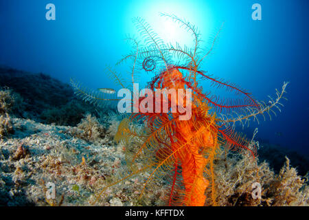 Mediterranean feather star, Antedon mediterranea, Adriatic Sea, Mediterranean Sea, Island Brac, Dalmatia, Croatia Stock Photo