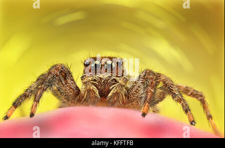 Spider, a colored background on the various pictures taken with Super macro Stock Photo