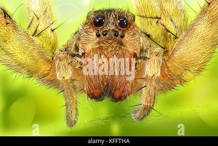 Spider, a colored background on the various pictures taken with Super macro Stock Photo