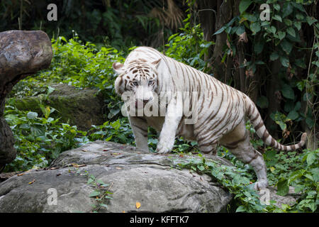 Bengal Tiger - white form Panthera tigris Singapore Zoo MA003499 Stock Photo