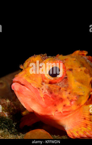 Small red scorpionfish, Scorpaena notata, Sveta Marina, Adriatic Sea, Mediterranean Sea, Istria, Croatia Stock Photo