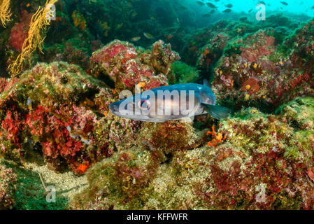 European conger, Conger conger in Coralreef, Sveta Marina, Labin, Istria, Croatia, Adriatic Sea, Mediterranean Sea Stock Photo