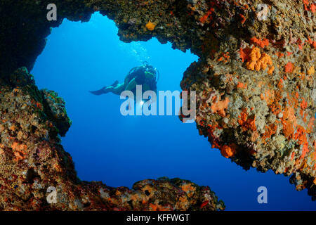 Coral reef and scuba diver in Cave, Grotto, Adriatic Sea, Mediterranean Sea, Kornati Islands, Croatia Stock Photo