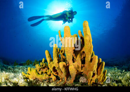 Yellow tube sponge, Aplysina aerophoba, Coral reef and scuba diver, Adriatic Sea, Mediterranean Sea, Dalmatia, Kornati Islands, Croatia Stock Photo