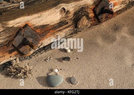 Close up of weathered wooden breakwater on beach of the Lancashire port town of Fleetwood with pebbles, sand, an egg case and mussel & cockle shells Stock Photo