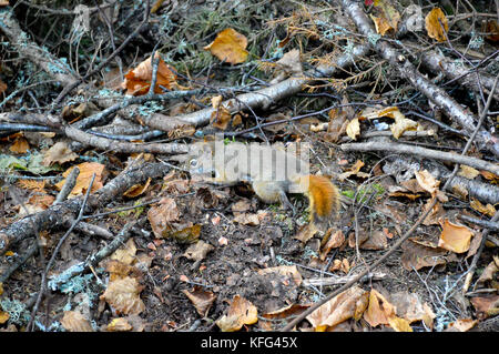 Small ginger squirrel in Mont Tremblant National Park in fall, Canada Stock Photo