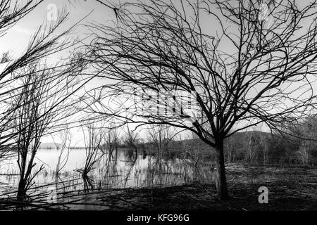 View of a lake with a tree and intricate branches almost filling the whole frame Stock Photo