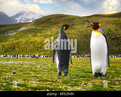 Low angle view of two king penguins looking like they are talking on the grassy salisbury plain on South Georgia Island. Stock Photo