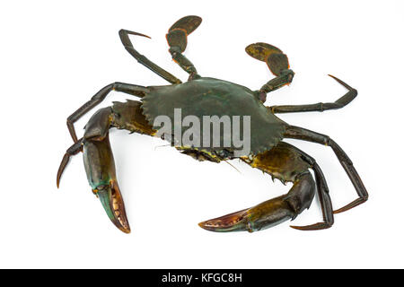 Scylla serrata. Mud crab isolated on white background with copy space. Raw materials for seafood restaurants concept. Stock Photo