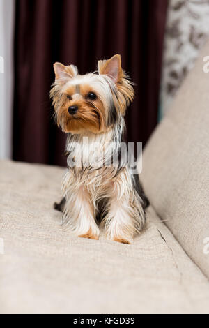 Yorkshire Terrier dog sitting on the couch Stock Photo