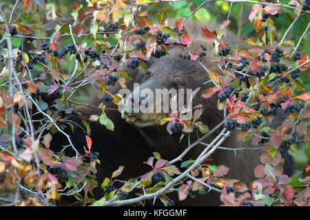 Black Bear Eating Hawthorne Berries Stock Photo