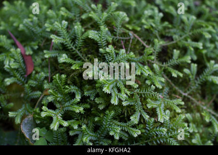 Selaginella sp. fern. Spike mosses expand out stones. Stock Photo